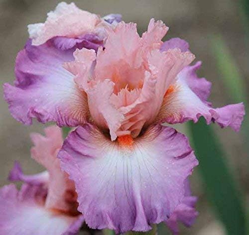 Blowing Kisses, Colorful Bearded REBLOOMING IRIS (1) Rhizome/Bulb/Root Ready for Planting Now