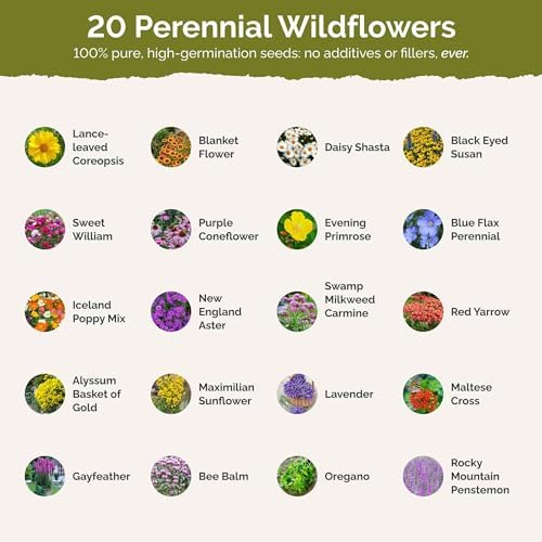 Eden Brothers The Bees Knees Pollinator Wildflower Seed Mix, 1/4 lb (135,000+ Seeds) Throw and Grow - 100% Pure, No Fillers - 18-Variety Non-GMO Annual + Perennial, Covers up to 1,100 SqFt, Zones 3-10