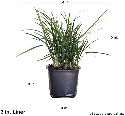 Mondo Grass 18 Pack - Evergreen Groundcover - Full Sun to Part Sun Live Outdoor Plant Loropetalum Grass Plugs