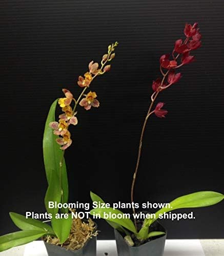 Hwra Lava Burst Puanani - Super Easy to Grow and Bloom, Cute Miniature Orchid, Mildly Fragrant, Lots of Fun! (NOT in Bloom/Bud When Shipped)