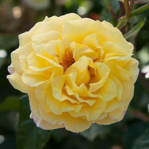Heirloom Rugosa Roses, Live Own Root Plant, Rugelda | Lightly Fragrant, Hardiness Zones: 5-9, Repeat Blooming,For Outdoor Gardens, Planters, and Pots