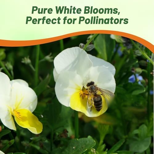 Outsidepride White Perfection Viola Pansy Seeds for Planting - 1000 Pcs. Perennial, Cold-Hardy & Pollinator Friendly Flowers with Fragrant Blooms for Garden Beds, Borders & Container Displays