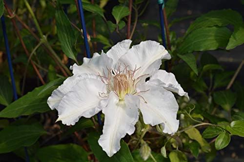 Raymond Evison Clematis - Clematis Giselle (Clematis) Perennial, pink flowers, 8`` - Size Container