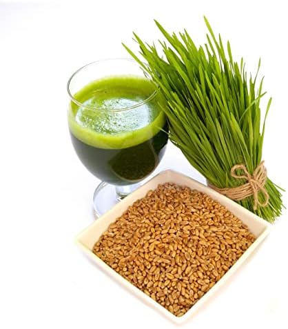 Todd's Seeds Hard Red Wheatgrass Seeds, 5 lb Bulk – Non-GMO | Hard Red Winter Wheat variety. Bulk 5 lb supply. High germination rate. Grow in soil or hydroponics. USA packed.