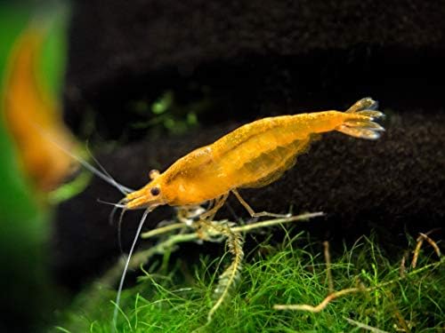 1 Live Orange Sakura Shrimp (Neocaridina davidi) - Breeding Age Young Adults at 1/2 to 1 Inch Long
