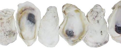 U.S. Shell Oyster Shells, 3.75"-5"