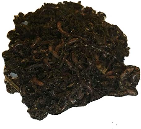 250+ Red Wiggler Earthworms, Organic and Sustainably Raised