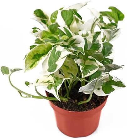 California Tropicals Pothos 'N Joy - 4" Live Plant - Variegated White and Green Leaves - Easy to Care for - Perfect for Home Decor, Gifts