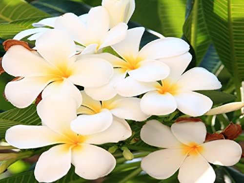2 Live Plumeria Plants Hawaiian Flowering - Tropical Plants Easy to Grow Fragrant Flowering Plants