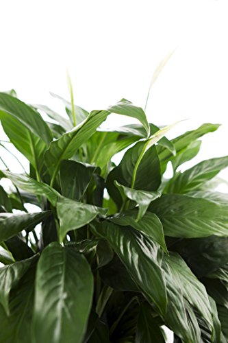KaBloom-Peace Lily Plant (USABQ) for Valentine, Mother's Day