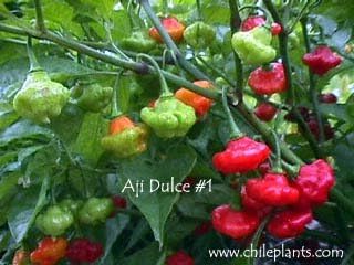 Live Plant- Aji Dulce #1 Pepper (4 plants),Known As Aji Cito, Aji Gustoso, Ají Cachucha & Sweet Habanero