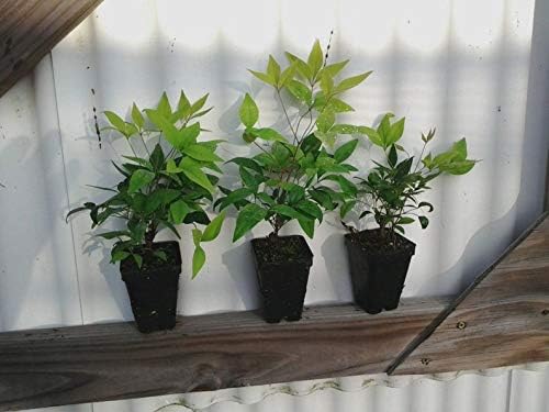 10 Plants Dwarf Nandina Firepower (Ornamental Shrub) Beautiful Rare