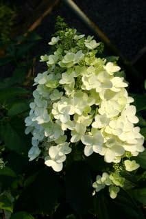 Unique Hydrangea Paniculata - Live Plant Shipped 2 Feet Tall by DAS Farms