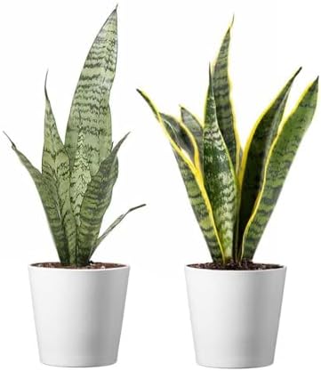American Plant Exchange Snake Plant – Medium 6-Inch Pot Yellow Sansevieria Trifasciata, Drought-Tolerant, Air-Purifying Live Houseplant for Home