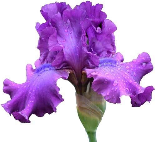 Swingtown Bearded Iris Plant Potted, Fragrant Hot Pink and Purple Flowers, Stargazer Perennials