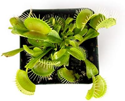 Sprig & Stone Carnivorous Plant Dionaea muscipula (Venus Fly Trap)