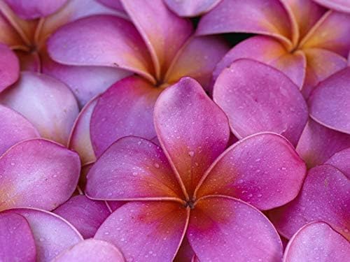 HAWAIIAN PINK PLUMERIA PLANT CUTTING ~ GROW HAWAII