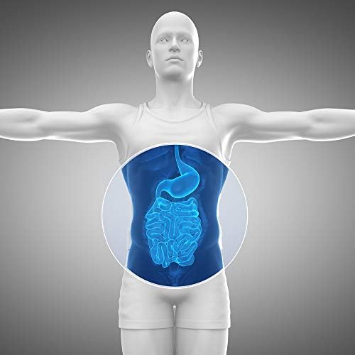 Gut Food and Repair- GI Tract & Leaky Gut Repair Powder with Trademark Prebiotics, Glutamine, Marshmallow Root, Slippery Elm Bark, Colostrum