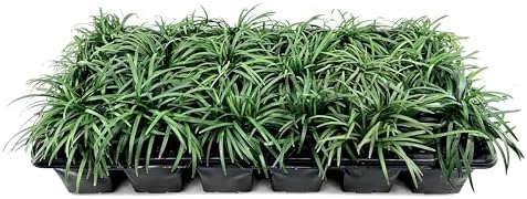 Dwarf Mondo Grass | 10 Live Plants | Ophiopogon Japonicus | Ground Cover Plant, Shade Tolerant Grass, Low Maintenance Landscaping, Evergreen Foliage, Dense Green Carpet, Drought Tolerant