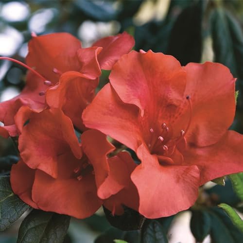 Encore Azalea Embers Azalea, 2 Gal, Red