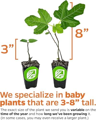 Chicago Hardy Fig Tree (1-Pack) Live Starter Plant by Wellspring Gardens | Ficus carica | Hardy & Fruitful | Ideal for Gardens | Purple-Skinned Fig | Edible Landscape Plant | Food forest