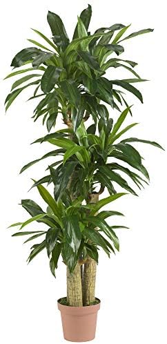 Nearly Natural 62IN Artificial Corn Stalk Dracaena Plant, Tall Fake Plant for Indoor Home Décor, Real Touch Faux Plant | Multi-Tonal Trunks