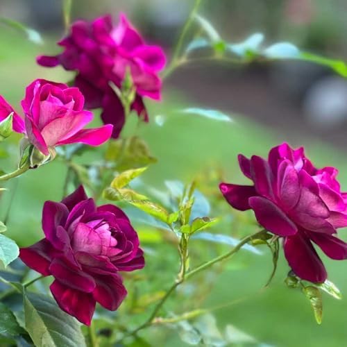 Heirloom Shrub Roses, Live Own Root Plant, Burgundy Iceberg™