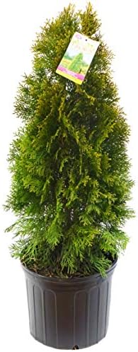 Live Plant Thuja-X Green Giant Evergreen Tree (Western Arborvitae), 3-Gallon Fully Potted Plant from Green Promise Farms