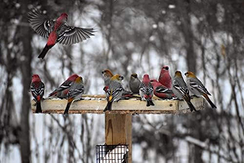 Premium Wild Bird Seed Mix - High Protein Bird Food for Outside Feeders - No Fillers, Includes Sunflowers, Safflower, Millet - Ideal for Cardinals, Songbirds & More - 25lbs