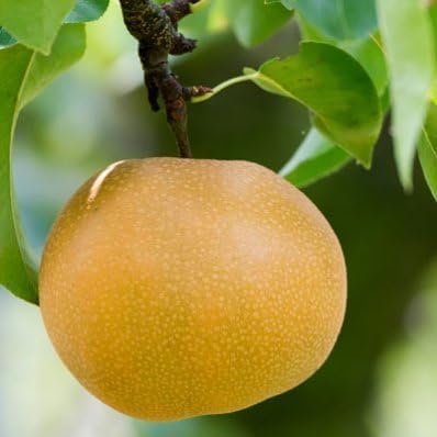Brighter Blooms - Shinseiki Asian Pear, 5-6 Feet - Live Fruit Plant - No Shipping to AK, AZ, CA, HI, ID, LA, WA