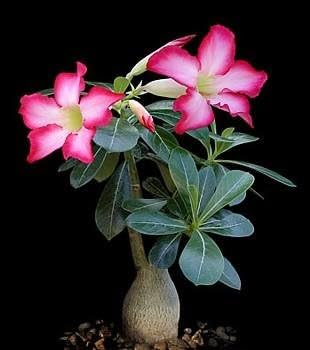 Arabic Desert Rose - Adenium arabicum - Pink Flowers - 2" Pot