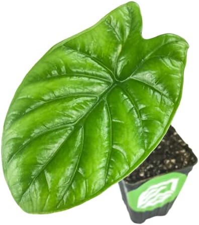 Stingray Elephant Ear Live Plant - Alocasia stringray by Wellspring Gardens - Alocasia - Unique Foliage - Versatile Plant - Tropical Plant