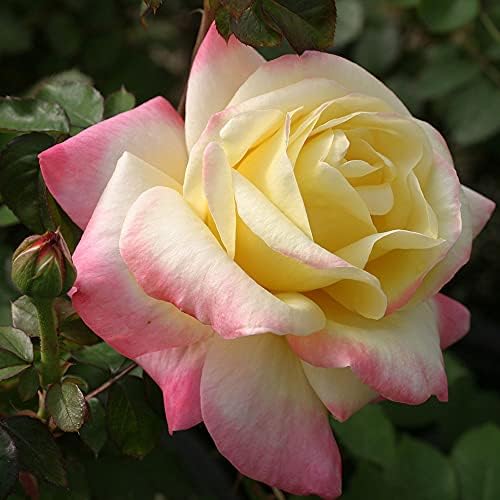 Heirloom Roses Rose Plant - French Perfume™ Multi Rose Bush, Hybrid Tea Live Plant for Planting Outdoors