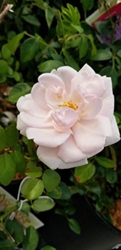 Rosa X Purple Pavement (Rose) Rose, purple flowers, #3 - Size Container
