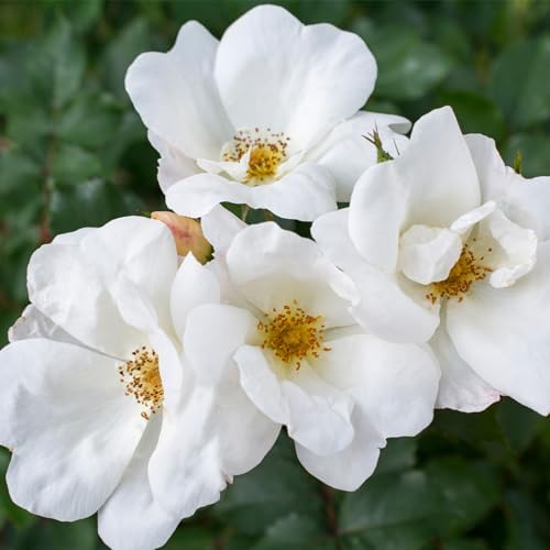 Knock Out 2 Gal. White Rose Shrub