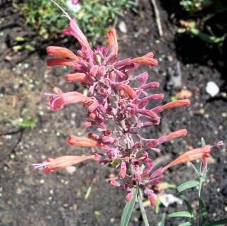 30 AGASTACHE Mix Agastache Aurantiaca Flower Seeds