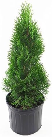 Live Plant Thuja-X Green Giant Evergreen Tree (Western Arborvitae), 3-Gallon Fully Potted Plant from Green Promise Farms