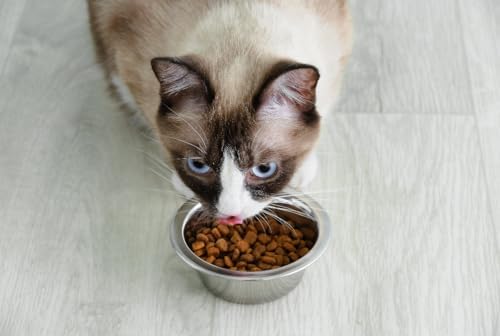 Van Ness Pets Lightweight Stainless Steel Cat Bowl, 8 OZ Food And Water Dish, Natural