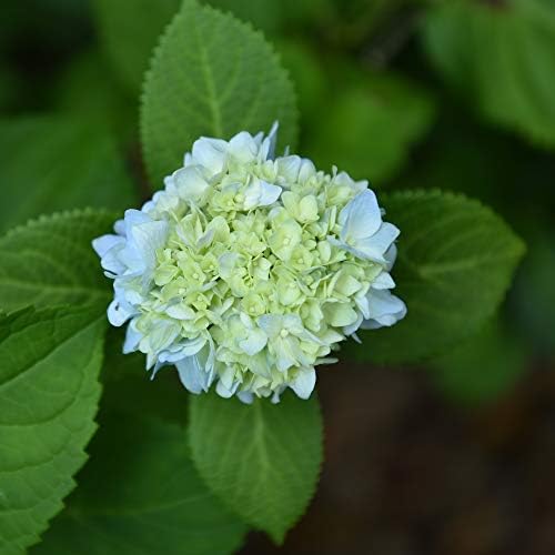 Perfect Plants Penny Mac Hydrangea, 3 Gallon, Flowering Shrub