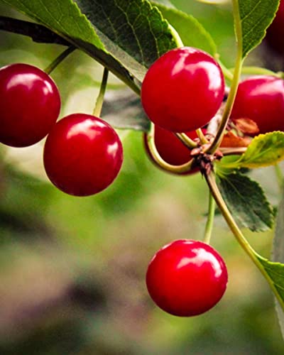 Country Spoon Montmorency Red Tart Cherry Juice Concentrate, 32 oz | Grown & Made in the USA