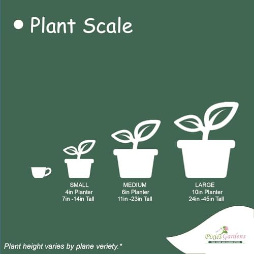 (3 Gallon) NANDINA Firepower - Dwarf Evergreen That Has an Upright Crown Appearance. Very Colorful Lime Green Foliage Tinged with Orange and Red in