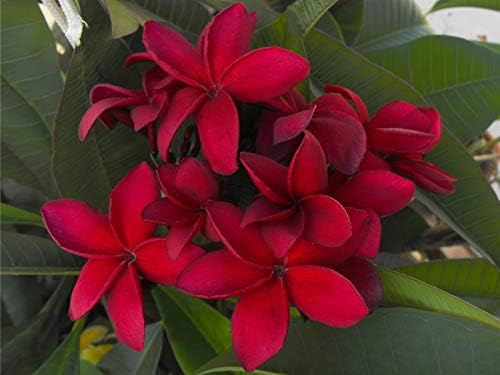 Fragrant Hawaiian Red Plumeria Plant Cutting 2-Pack Bundle - Double Scented Lei Tree Flowers for Aromatic Tropical Gardens