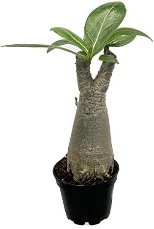 Arabic Desert Rose - Adenium arabicum - Pink Flowers - 2" Pot