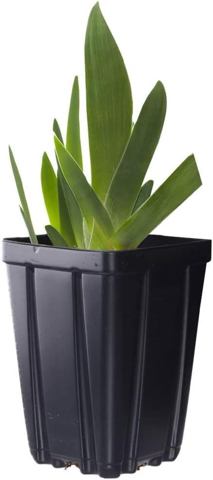 Swingtown Bearded Iris Plant Potted, Fragrant Hot Pink and Purple Flowers, Stargazer Perennials