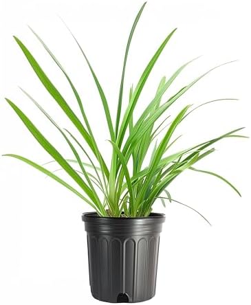 Blue Agapanthus Africanus Lily of the Nile | 30 Live Plants | Easy Care, Perennial Blooms, Attracts Pollinators, Drought Tolerant, Garden Borders, Ornamental Foliage, Summer Flowers