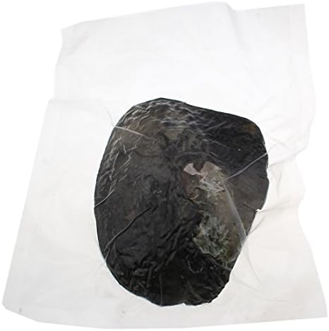 Oyster Pearls, Freshwater Cultured Big Oysters with Pearls Inside | Freshwater Cultured Oysters, Big Pearls Inside, Ideal For Home Decoration
