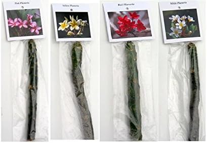 Plumeria Frangipani Plant Cutting Collection - 4 Designer Flowering Plants | for Modern Home Decor