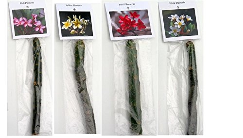 4 Hawaiian Plumeria Plant Cuttings Mixed Colors Pink, Yellow, White