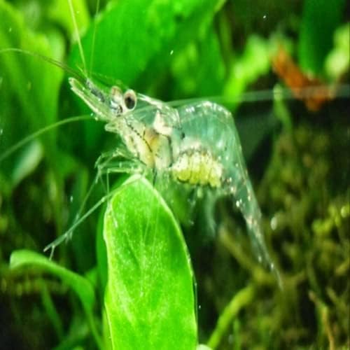 6+ Live Ghost Shrimp; Freshwater