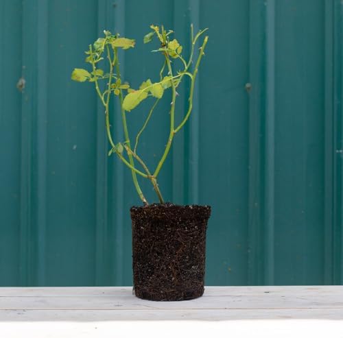 Heirloom Shrub Roses, Live Own Root Plant, Top Gun